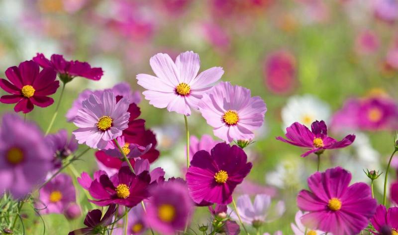 A group of different shades of pink cosmos in a field.