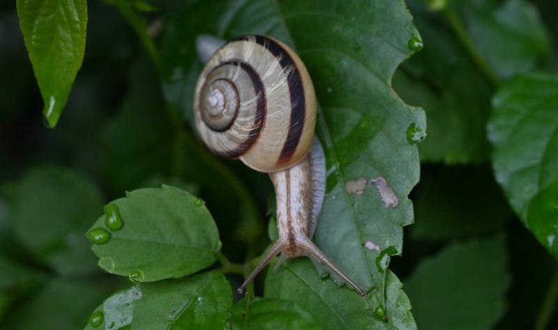 A snail on a leaf in a garden.