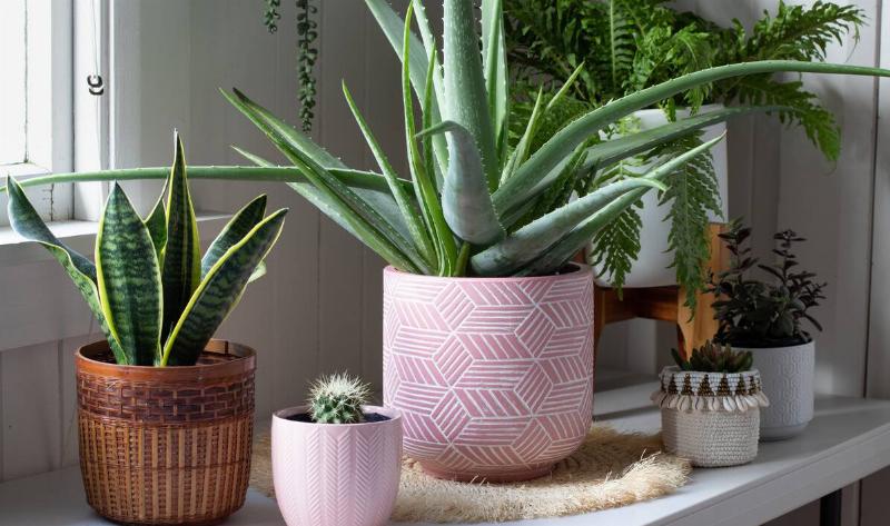 A collection of houseplants in a pot.