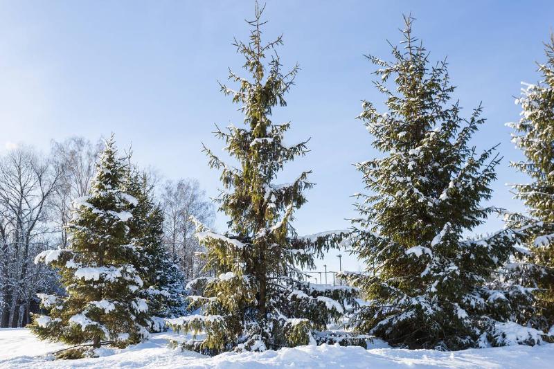 Scenic image of spruces trees. Frosty day, calm wintry scene. Location Russia. Great picture of wild area. Tourism or Christmas concept.