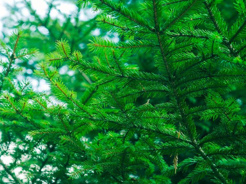 A closeup of a verdant green fir tree.