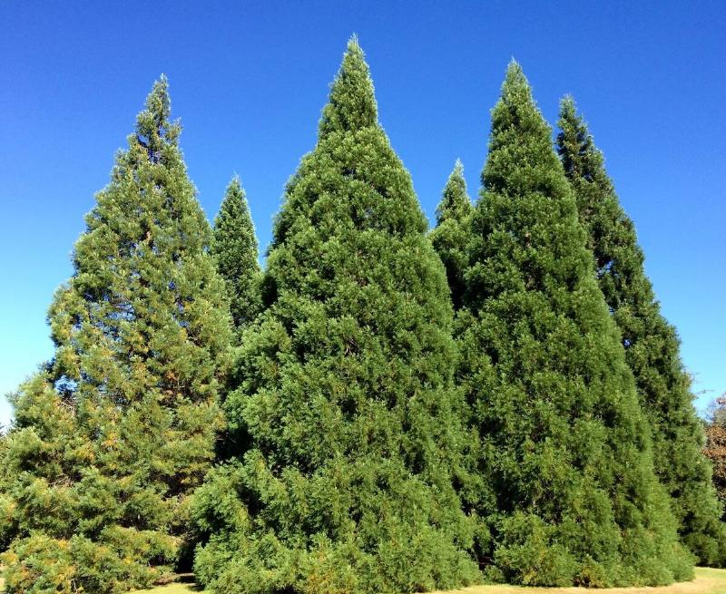 A collection of conical evergreen trees.