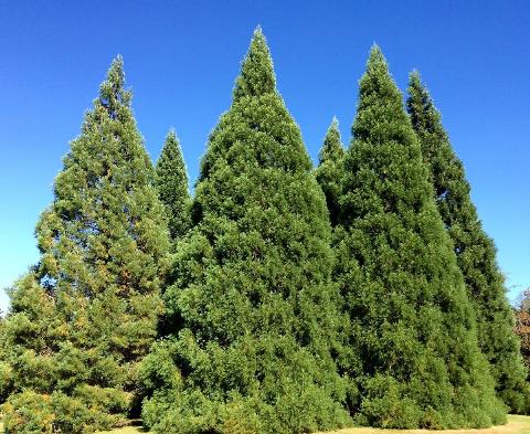 A collection of conical evergreen trees.