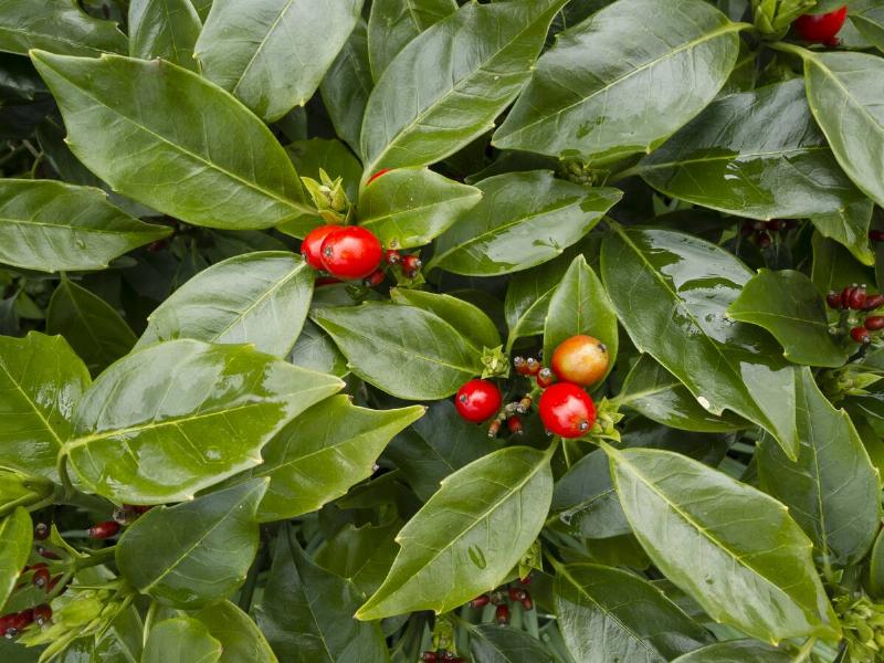 Shiny red berries and green leaves