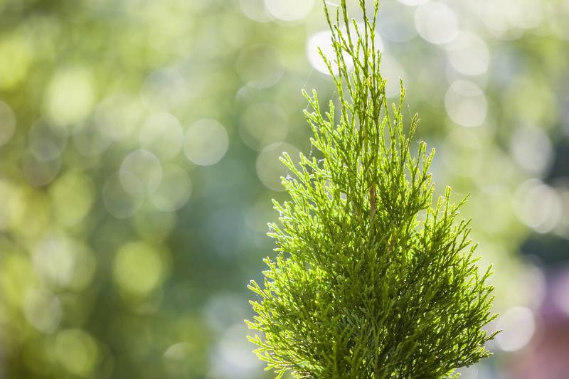 Closeup of green christmas leaves of thuja tree on green bokeh background. Twig of occidentalis evergreen coniferous bush, also known as Chinese thuja.