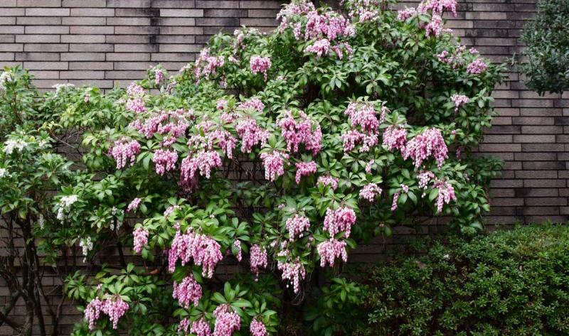 A pieris japonica plant.