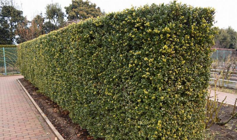 A boxwood hedge.