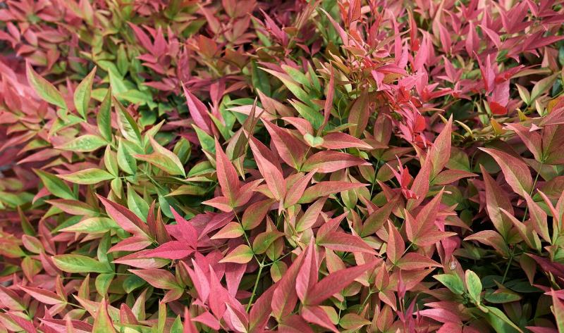 A Nandina plant.