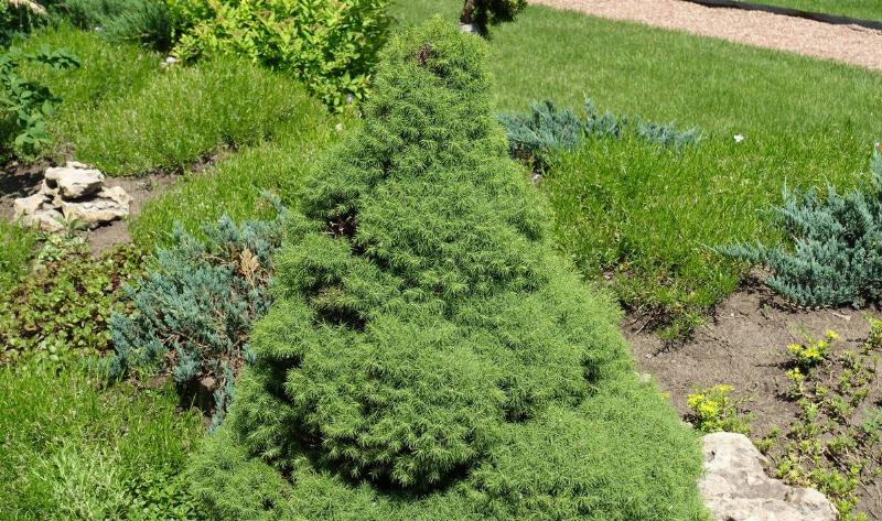 A dwarf Alberta spruce plant.