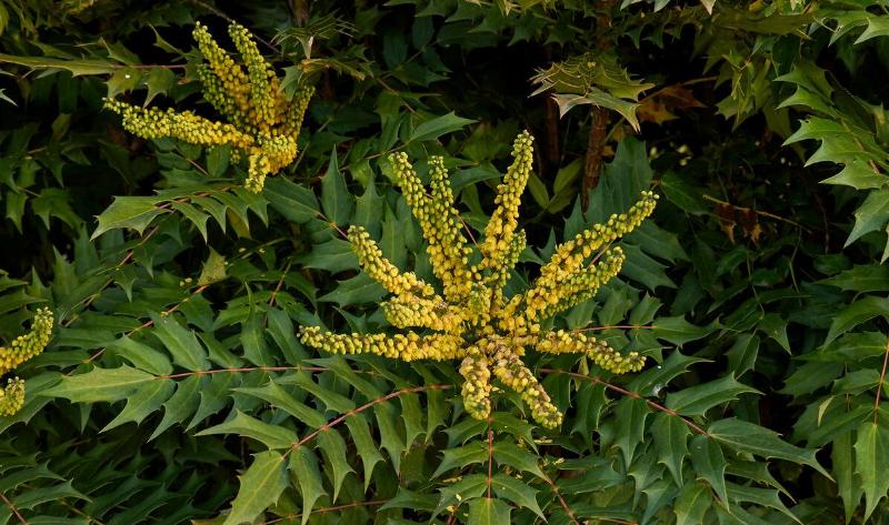 A Mahonia plant.