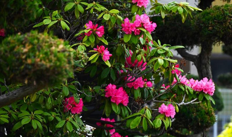 An azalea plant.