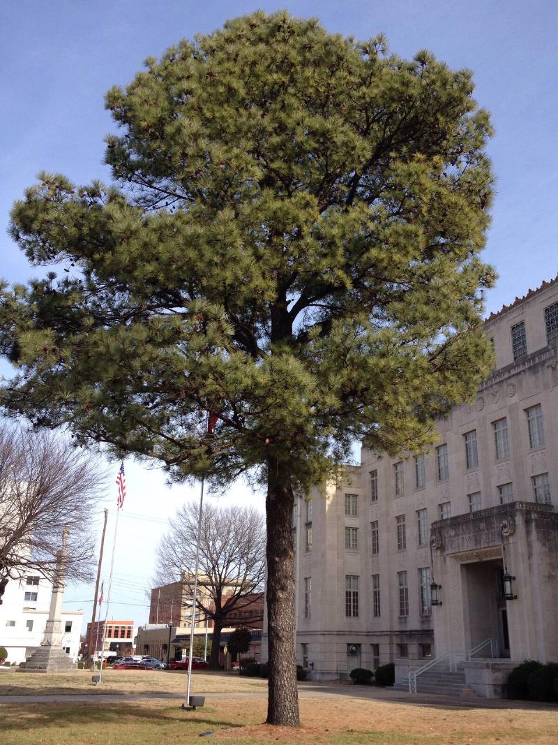 A photograph of the loblolly pine Moon Tree in front of the Sebastian County, Arkansas, courthouse.