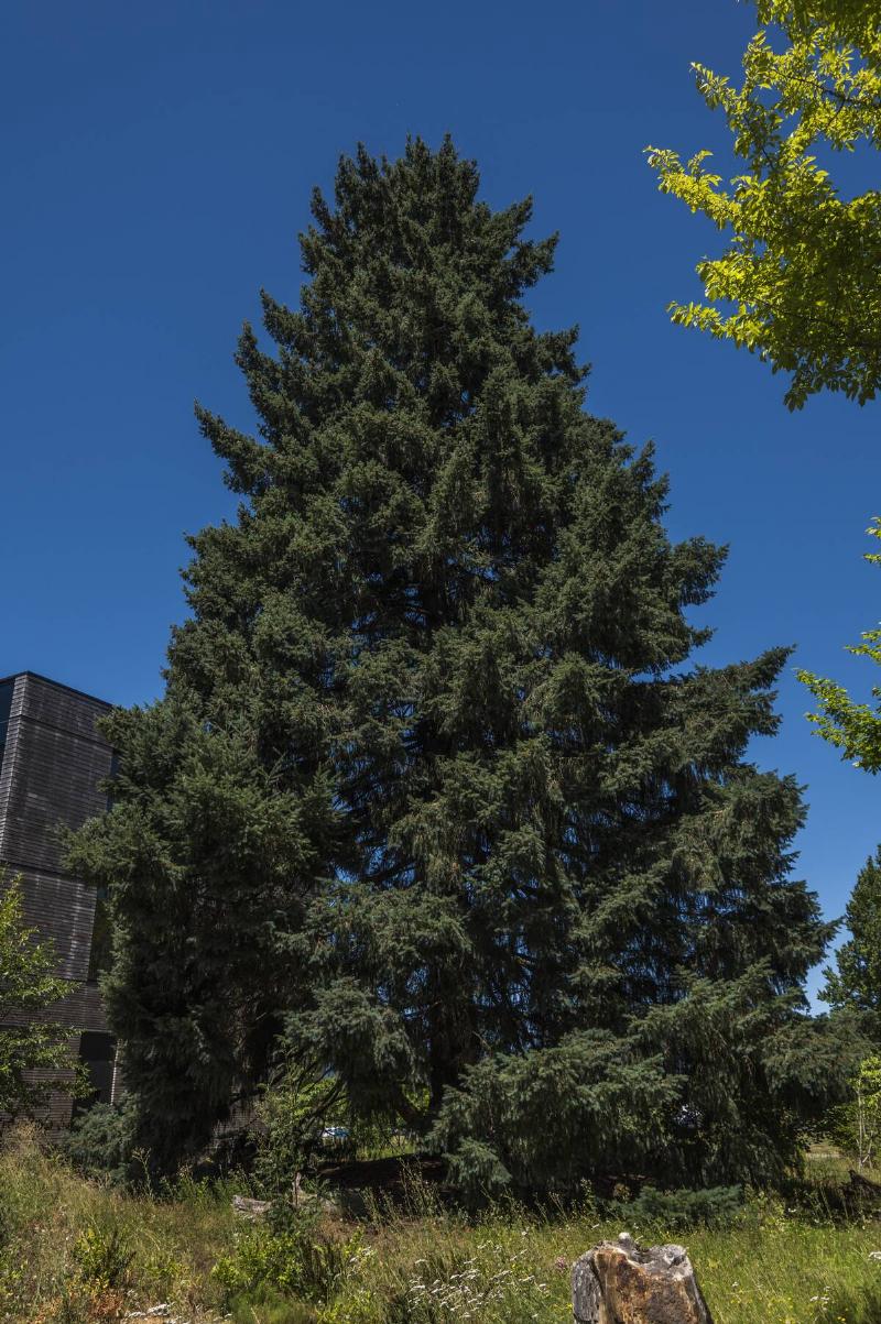 A fir tree on the grounds of Oregon State University. It was grown from a  seed carried on Apollo 14. The tree is outside of the forestry 
building.