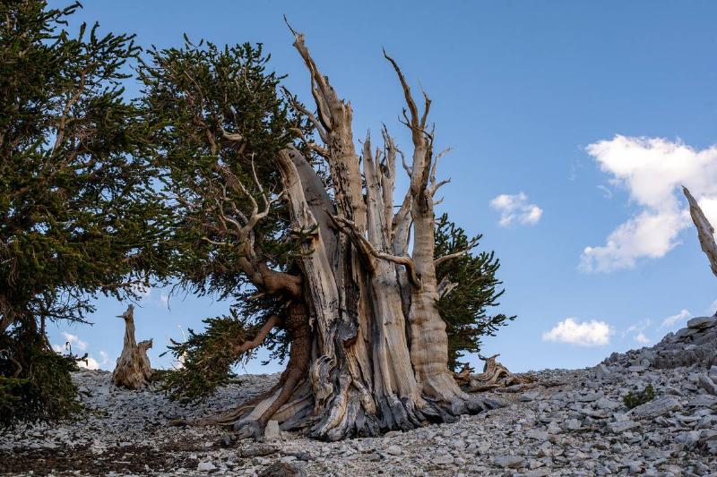 The Ancient Bristlecone Pine Forest is a protected area high in the White Mountains in Inyo County in eastern California.
