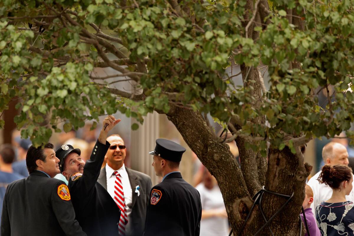New York Fire Department fire fighters look at the 9/11 survivor tree  at the 9/11 Memorial Plaza during the tenth anniversary ceremonies of 
the September 11, 2001 terrorist attacks at the World Trade Center site,
 September 11, 2011 in New York City.