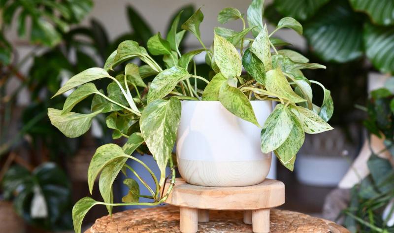 A golden pothos in a white ceramic pot.