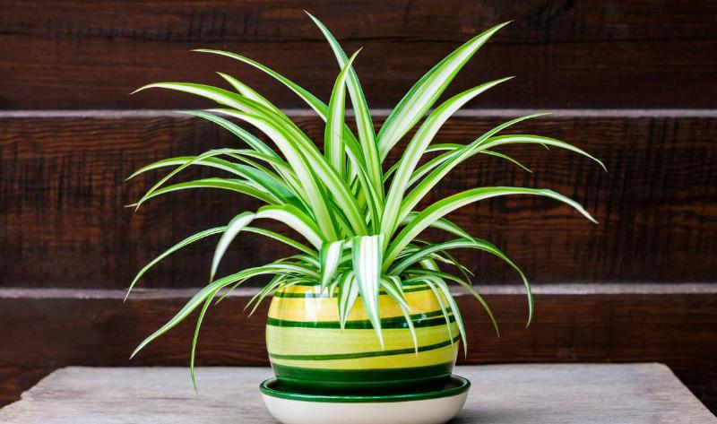 A snake plant in a white and green ceramic pot.