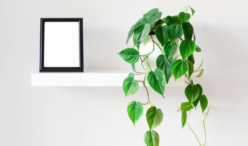A heart-leaf philodendron in a white ceramic pot on a shelf next to an empty picture frame.