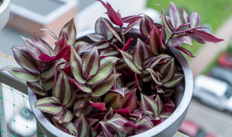 an inch plant in a ceramic pot on a balcony.