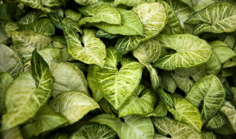 A closeup of a bushel of arrowhead vines.