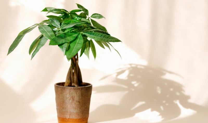 A money tree in a pot.