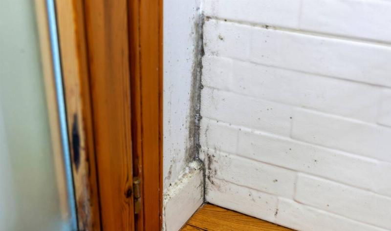 Mold growing on a damp corner of a wall.
