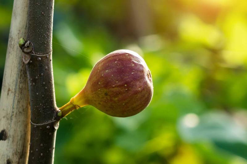 A closeup of a ripening fig on a tree branch.