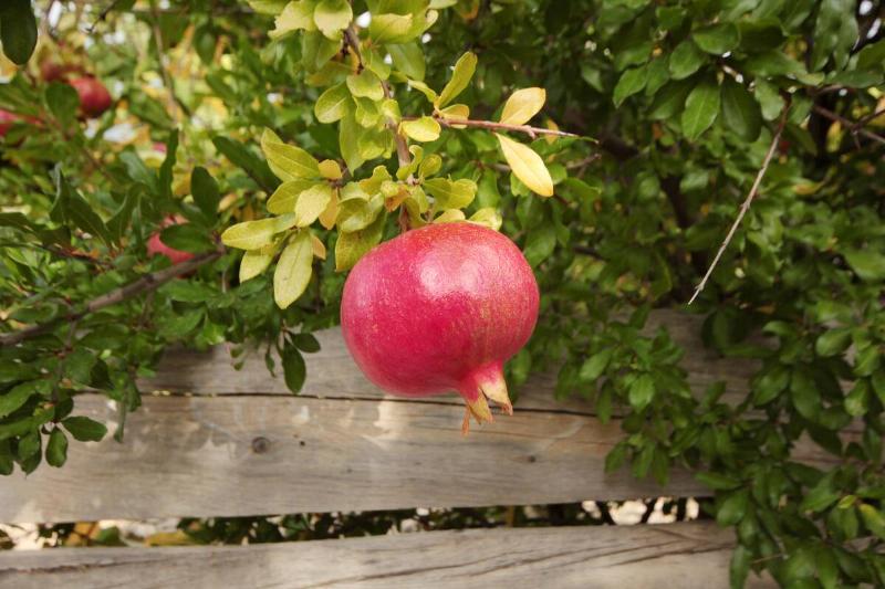 Ripe pomegranates on tree