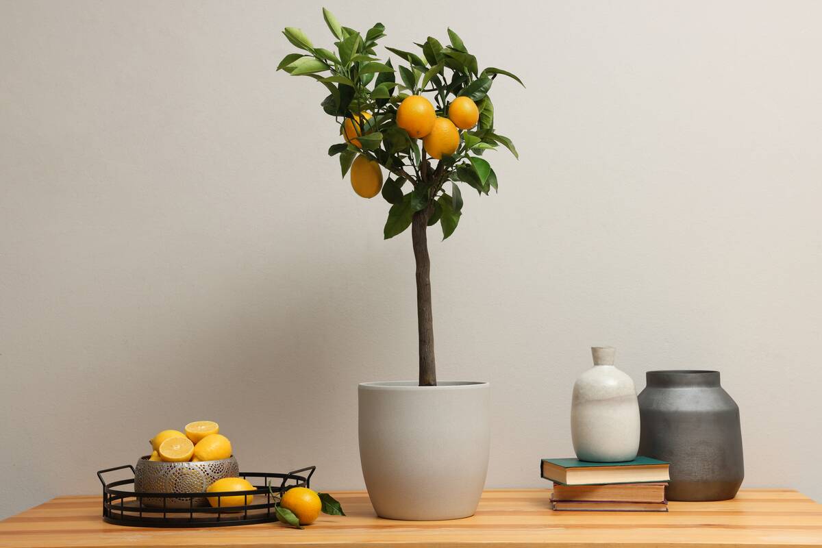 Potted lemon tree and ripe fruits on wooden table indoors