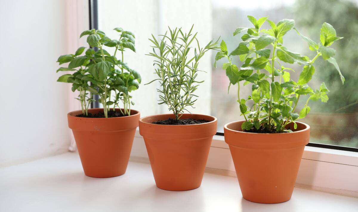 Fresh herbs growing in pots on a counter.