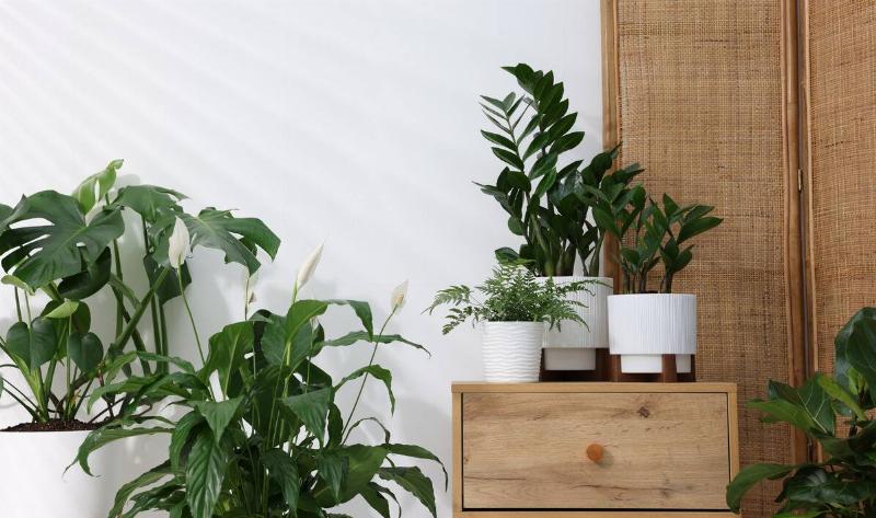 Houseplants in the corner of a room.