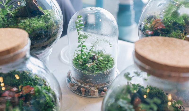 A collection of glass dome terrariums.