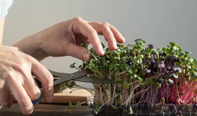 A person cutting some microgreens out of a tray.