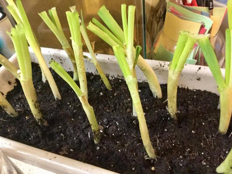Green onions being regrown in a tray.