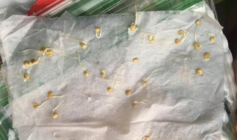 A person germinating jalapeno seeds on a wet paper towel.