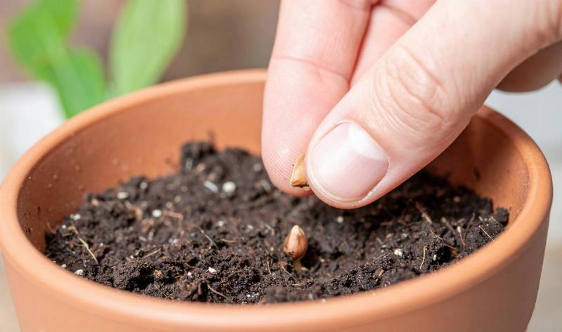 A person planting a barely-sprouting seed into a pot.