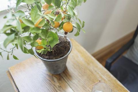 A small potted citrus tree flourishing indoors by a sunny window.