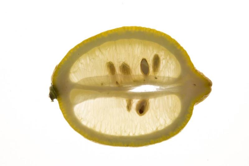 A cross section of a lemon, light shining through it, the seeds visible.