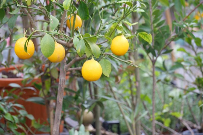 Ripe yellow lemons hang from branches of a lemon tree in a vibrant garden.
