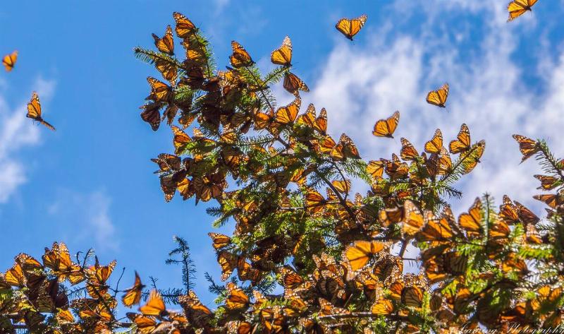 A large cluster of monarch butterflies on a branch.