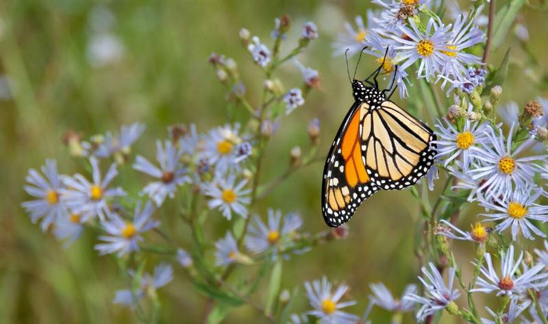 A monarch butterfly on a small purple flower.