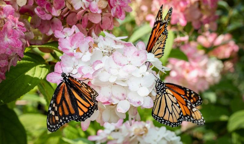 Three monarch butterflies on a group of small flowers.