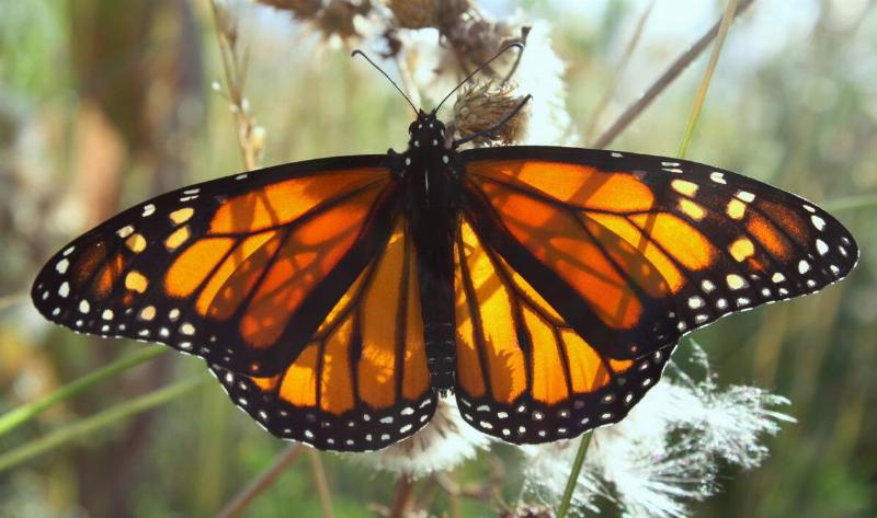 A close shot of A monarch butterfly.