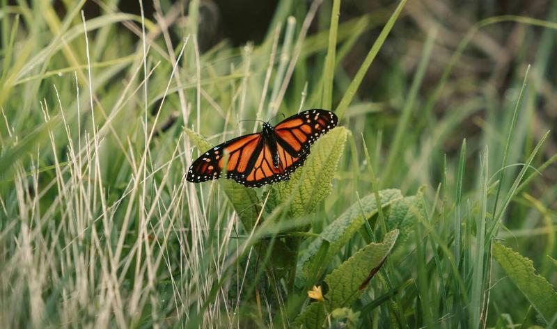 A monarch butterfly on some grass.