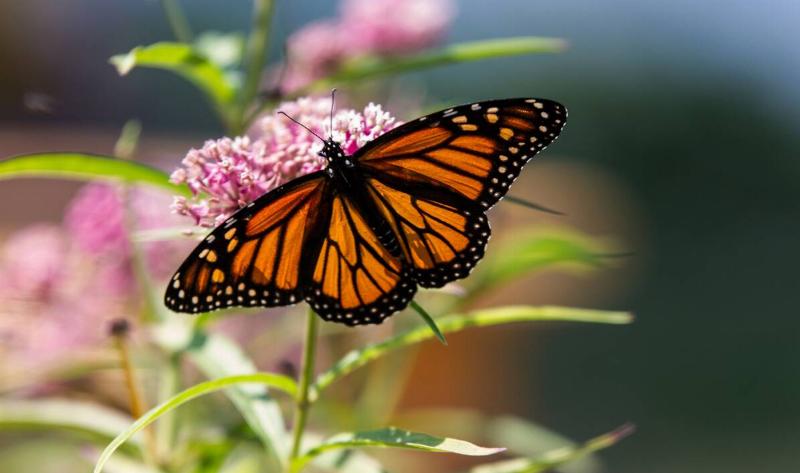 A monarch butterfly on some milkweed.