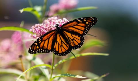 A monarch butterfly on some milkweed.