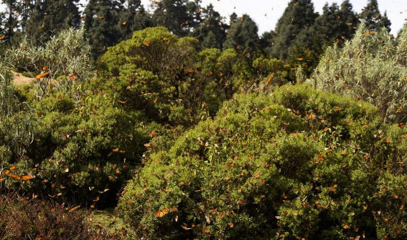 A flock of monarch butterflies in a field.
