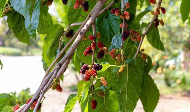 A mulberry tree branch.