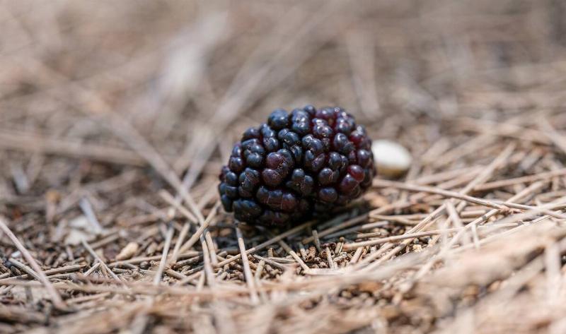 A mulberry on the ground.