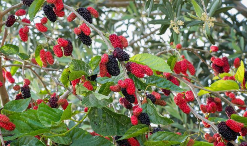 A mulberry tree branch.